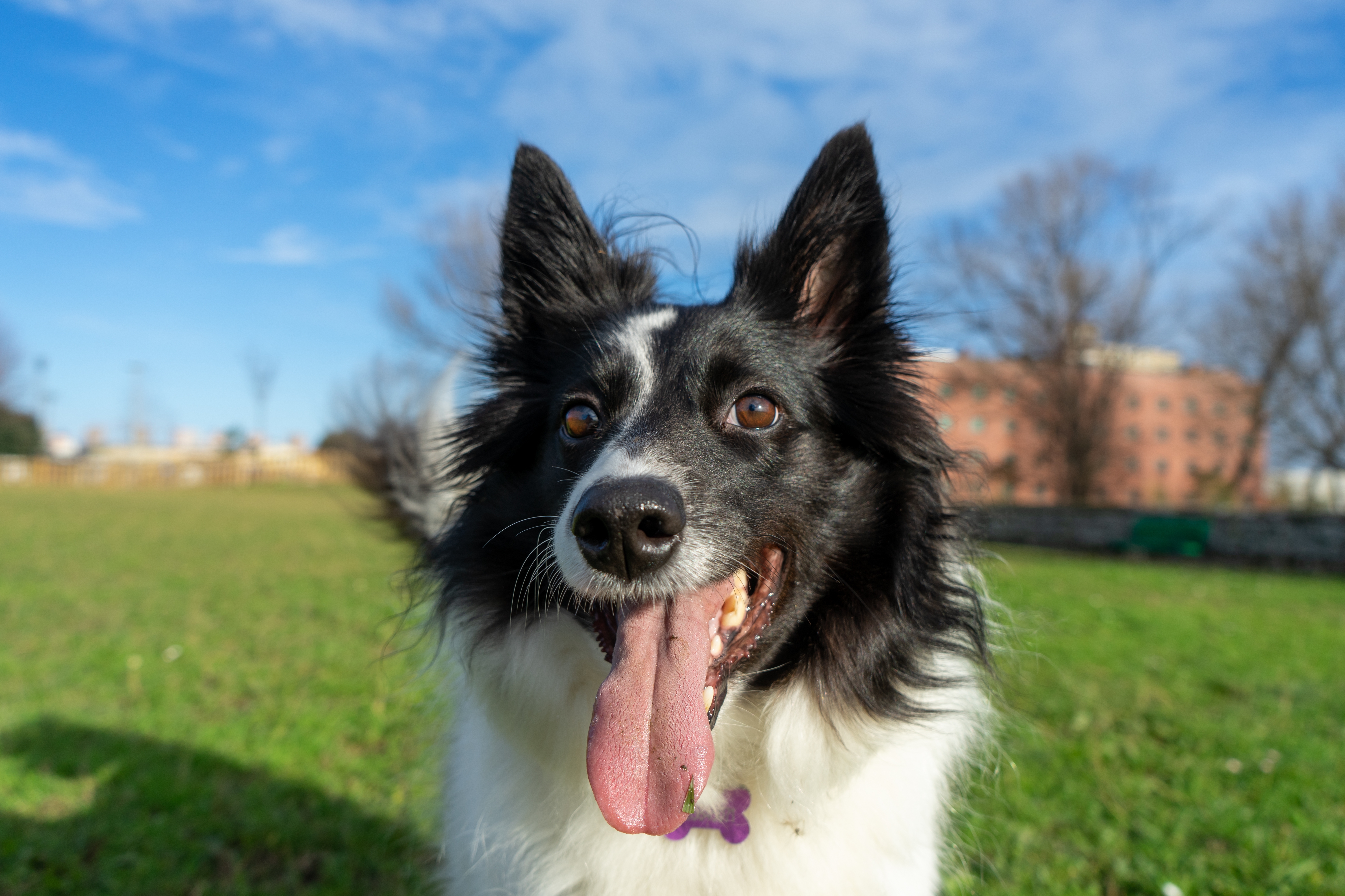 Happy dog at adoption event